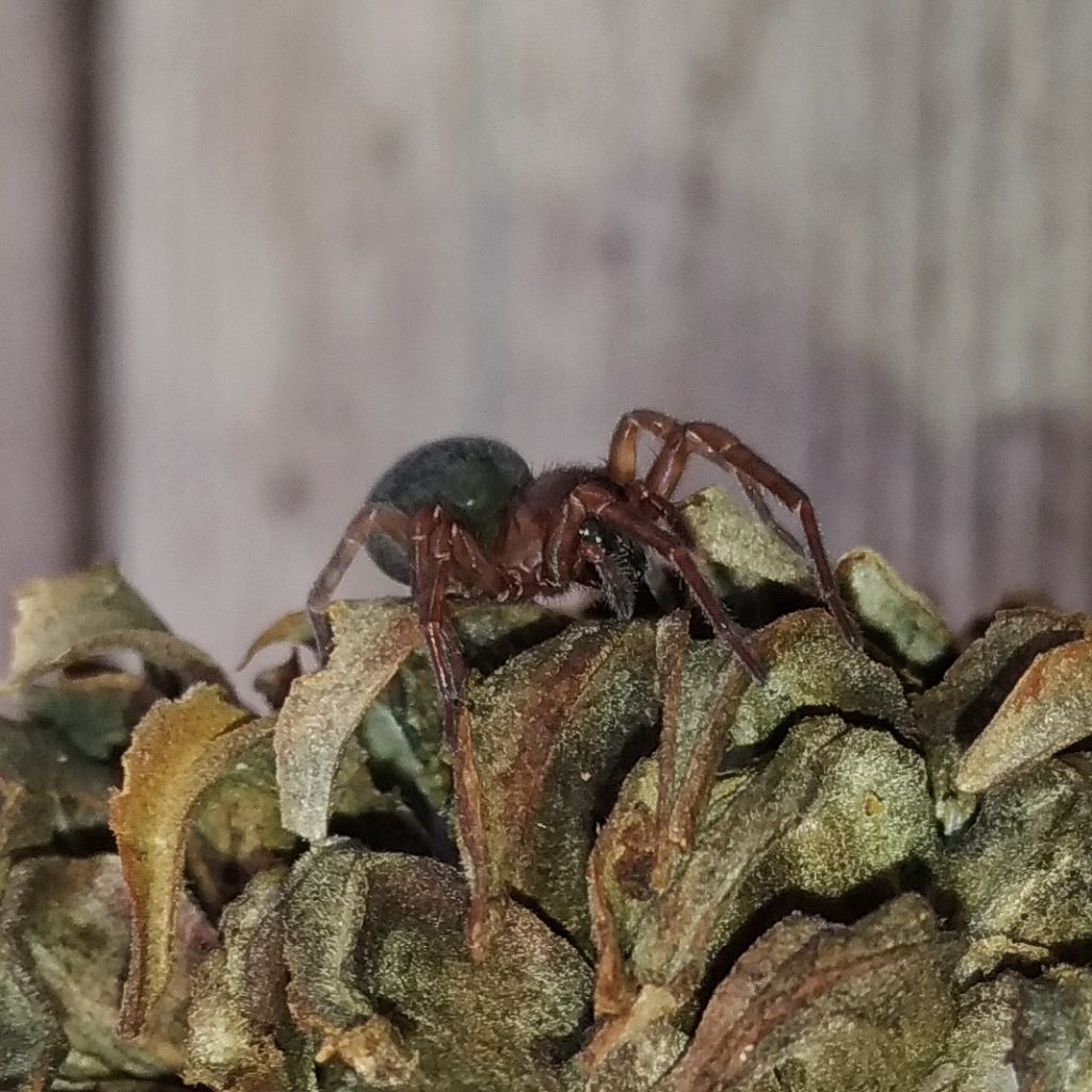 Amaurobius ferox - Ruffano (LE)